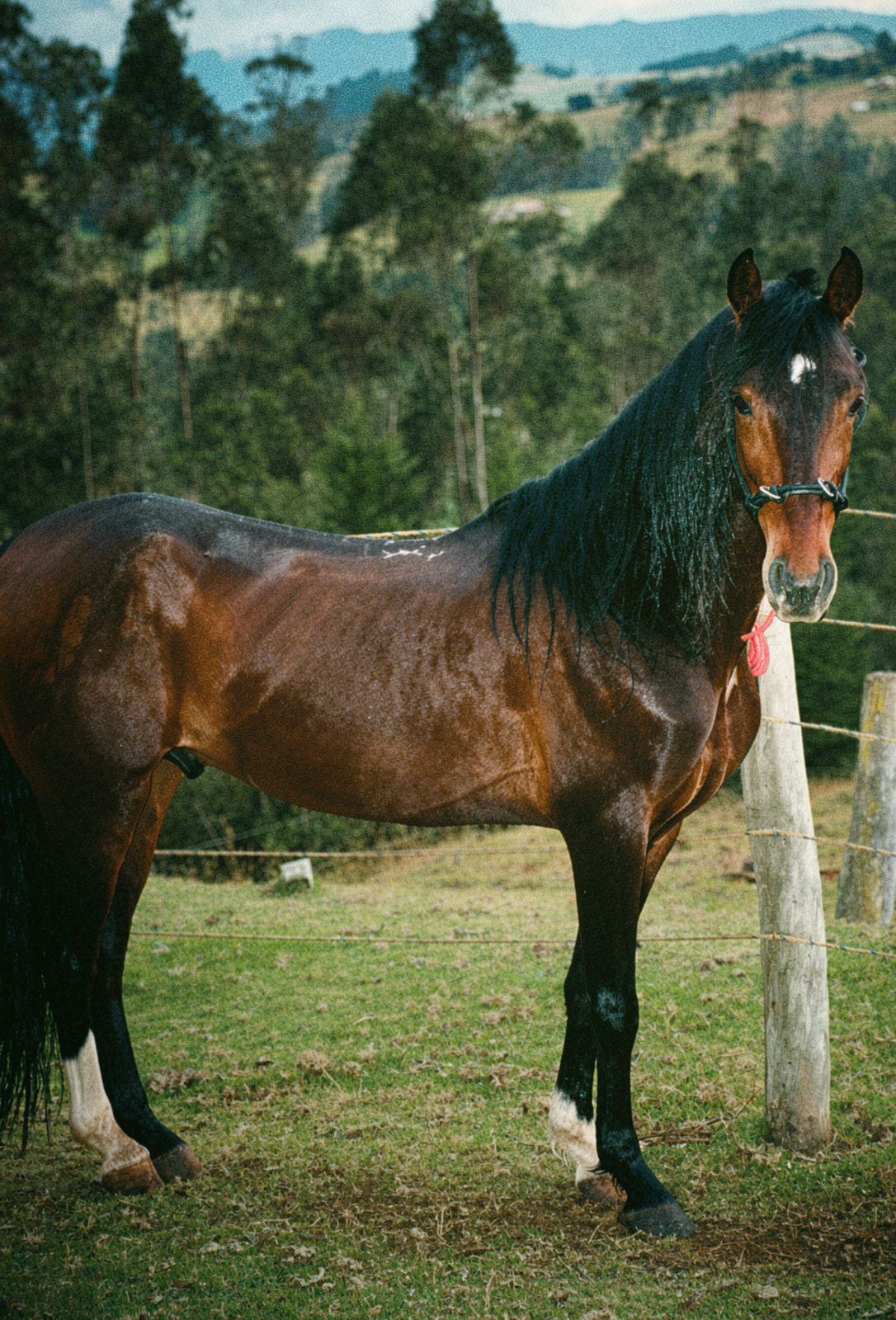 ORUS DE BELLAVISTA