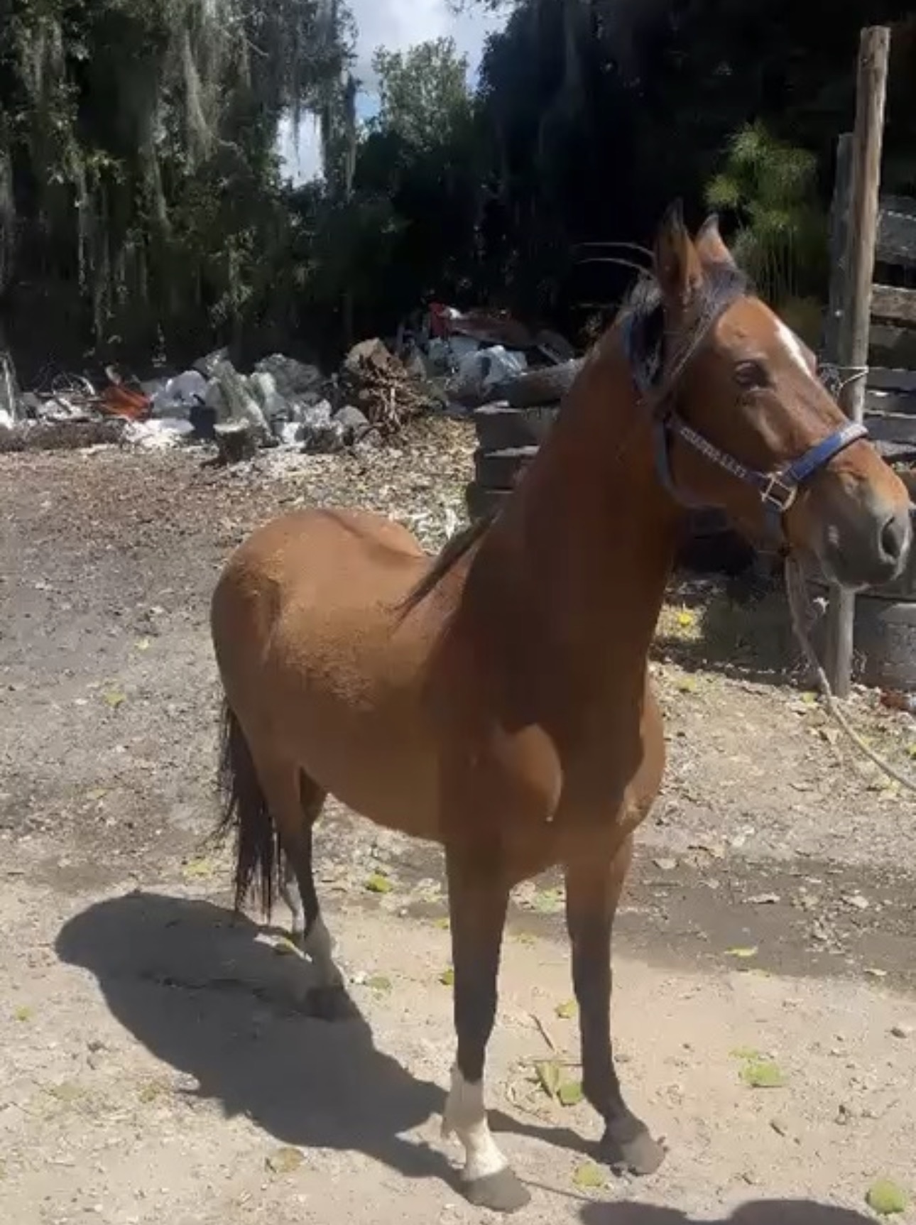 Rosario